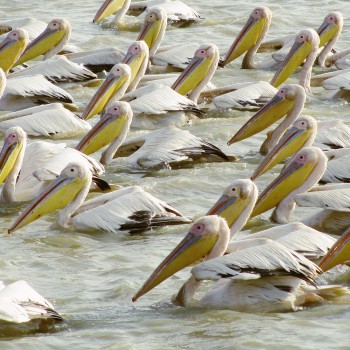 Senegal