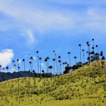 Explore the Heart of Colombia: A Journey Through Salento, Cocora Valley, & Filandia