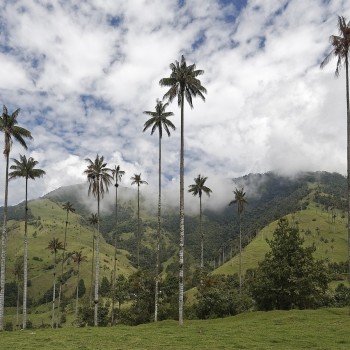 Explore the Heart of Colombia: A Journey Through Salento, Cocora Valley, & Filandia