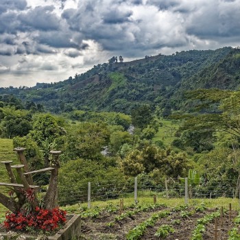 Explore the Coffee Triangle of Colombia: A Journey Through Salento, Cocora Valley, & Coffee Farms