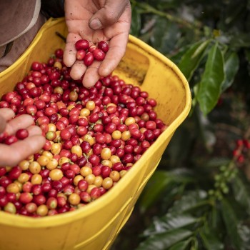 Explore the Coffee Triangle of Colombia: A Journey Through Salento, Cocora Valley, & Coffee Farms