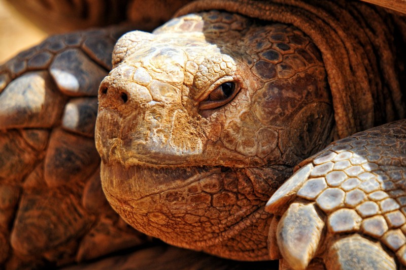 Senegal