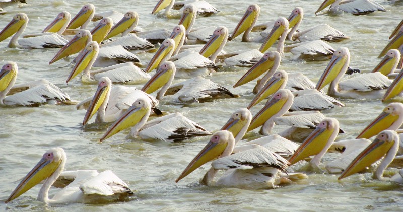 Senegal